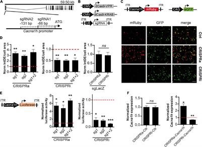 A Versatile Clustered Regularly Interspaced Palindromic Repeats Toolbox to Study Neurological CaV3.2 Channelopathies by Promoter-Mediated Transcription Control